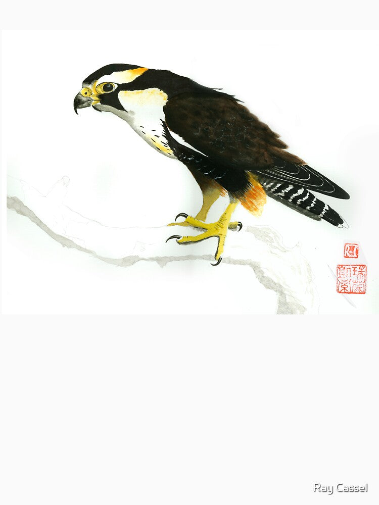 Aplomado Falcon by Ray Cassel