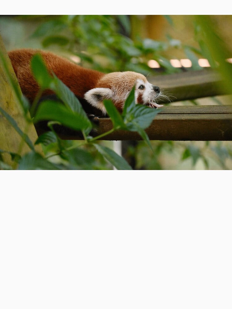 Red Panda Animal Lover Wildlife Mammal by JunoLoyder84