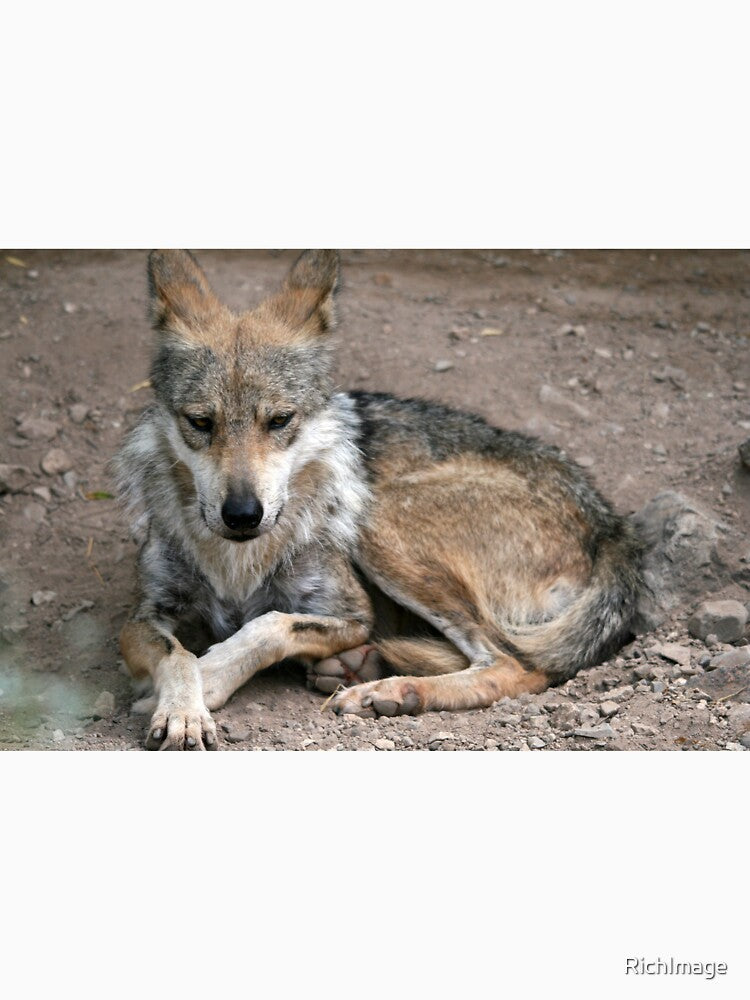 Fierce Lobo...  Wolf... by RichImage