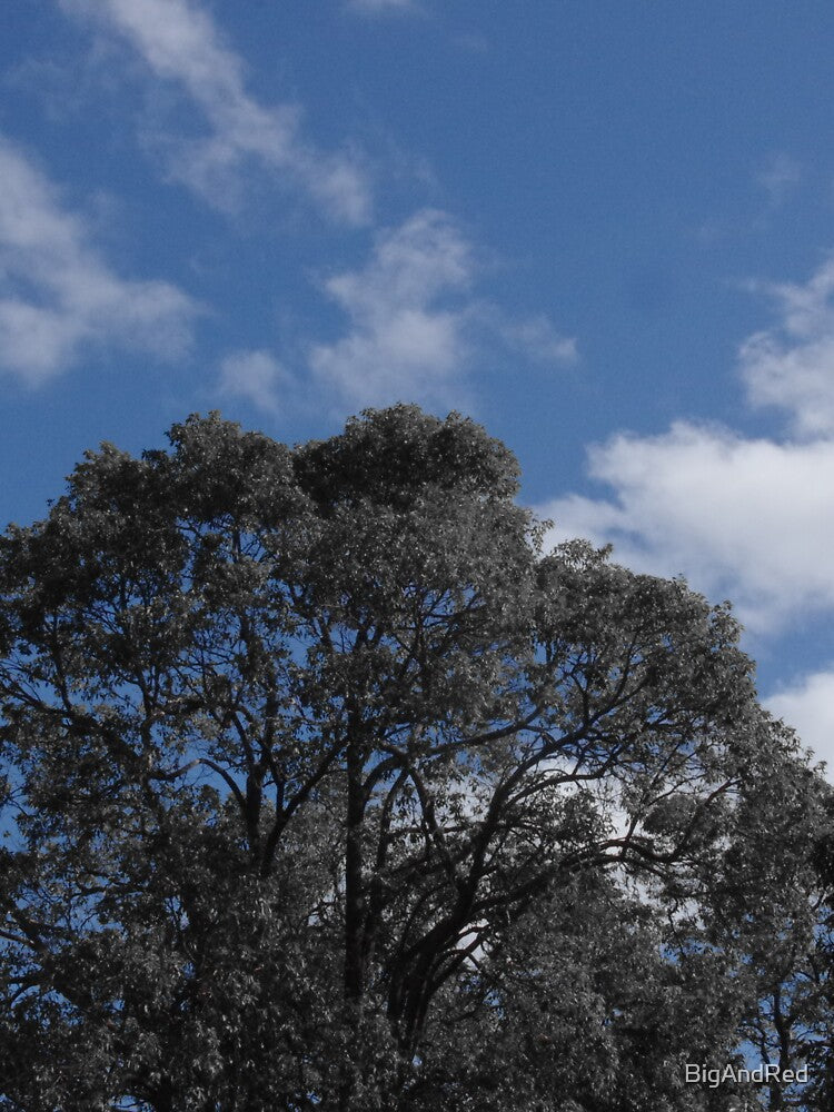 black and white trees with blue sky by BigAndRed