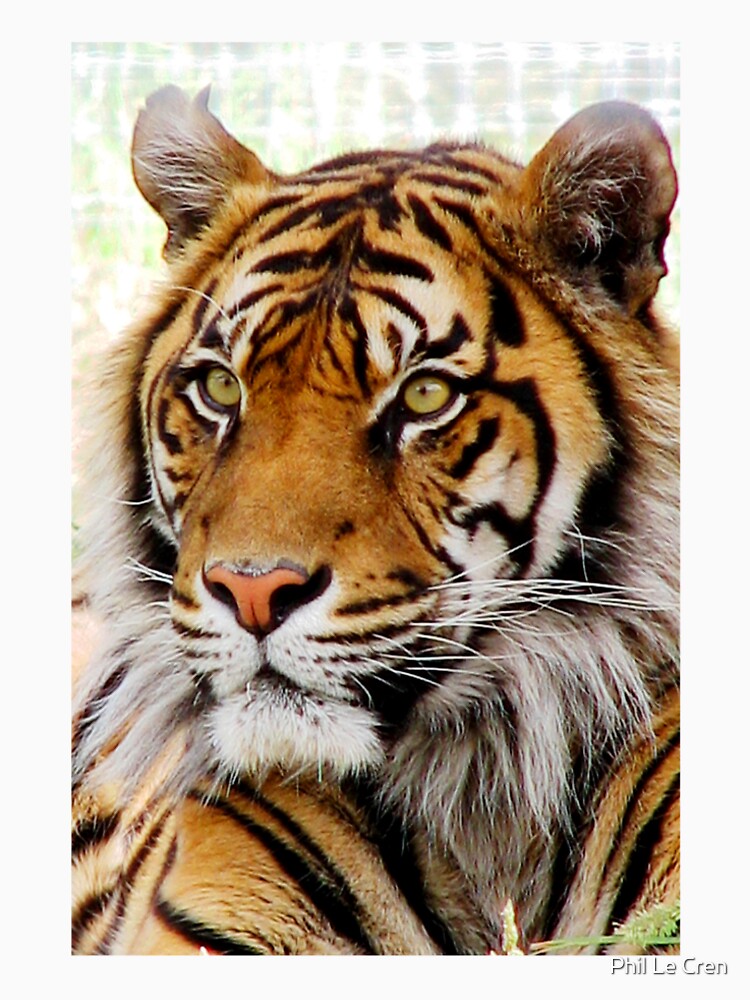 Sumatran Tiger (4) by Phil Le Cren