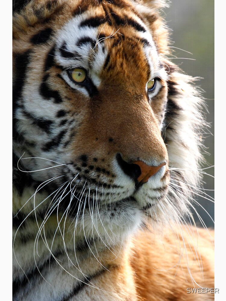 Eye of the Tiger by SWEEPER