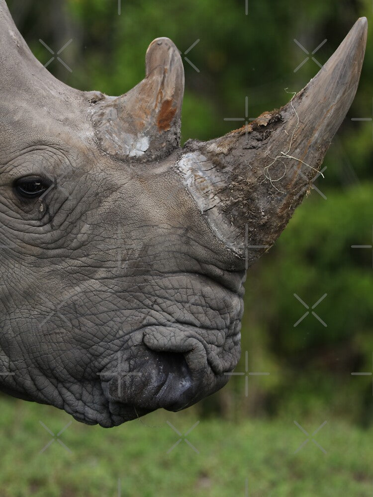 The Rhinoceros by MelKowasic