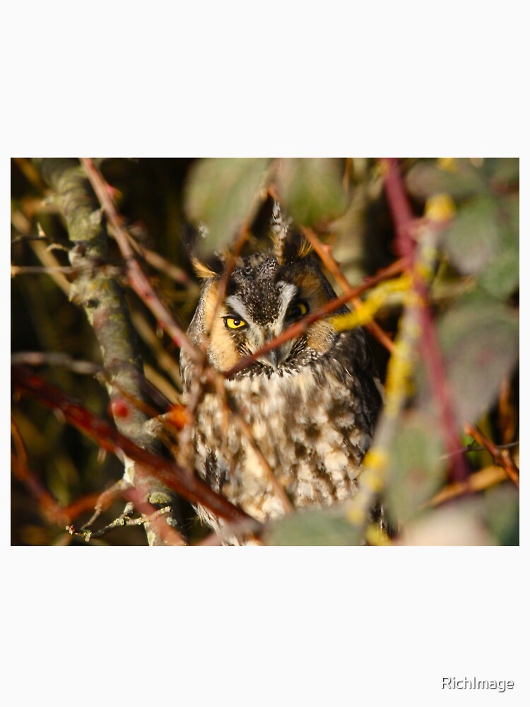 Long Eared Owl trying to sleep by RichImage