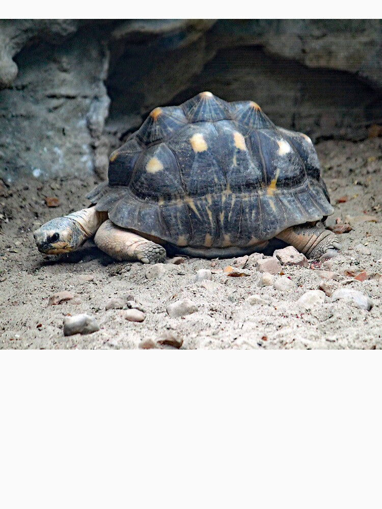 Radiated Tortoise by Strawflower Oasis