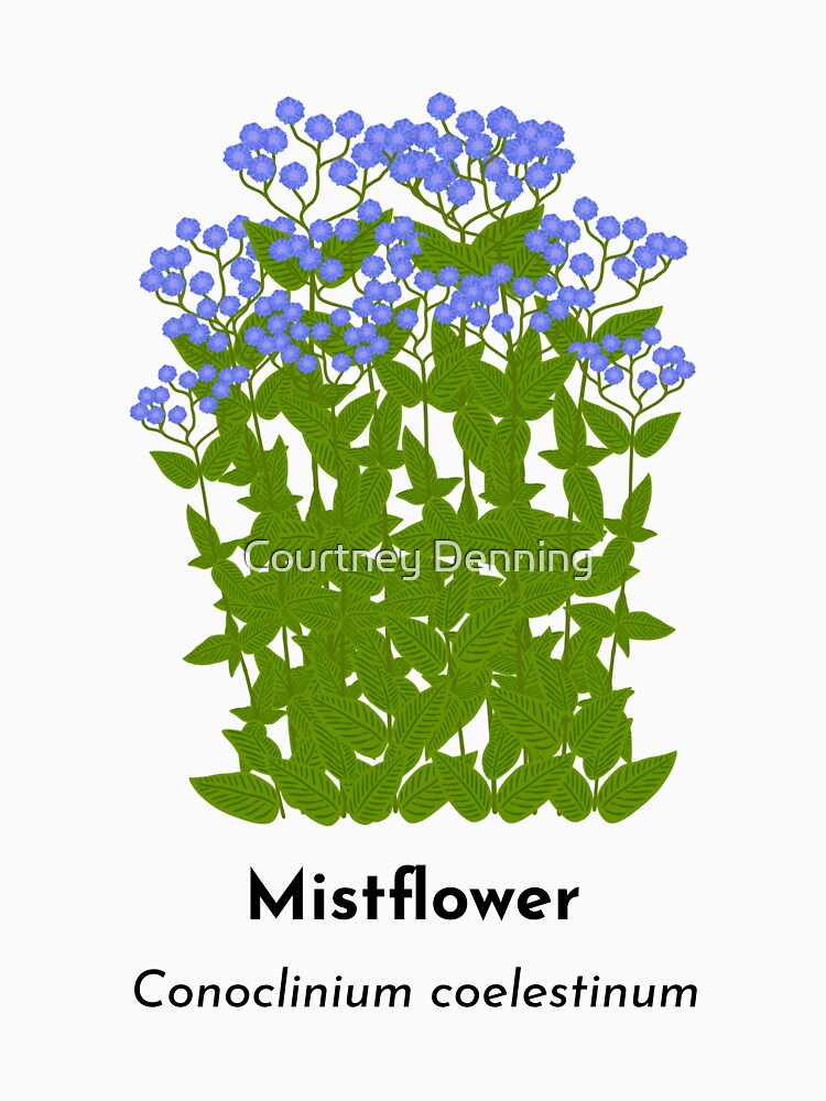 Mistflower (Conoclinium coelestinum) by Bittersweet Gardener