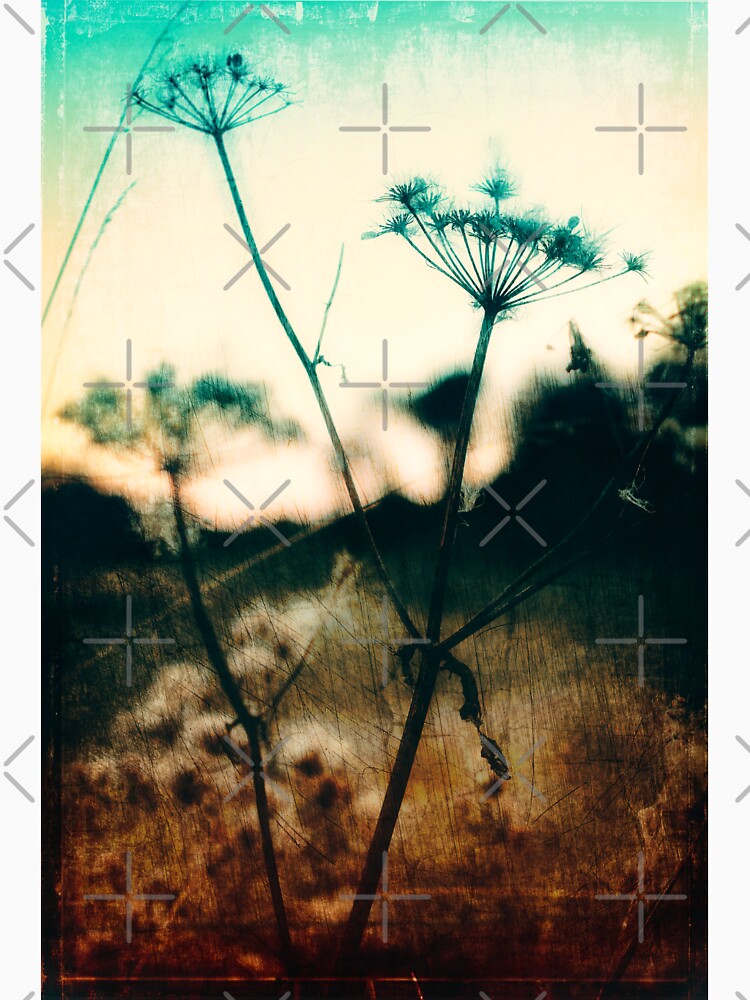 Cow Parsley by ElderIslesPress