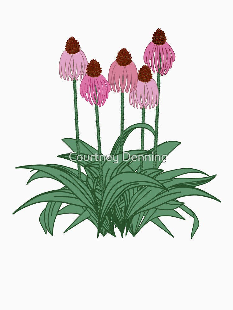 Pale Purple Coneflower by Bittersweet Gardener