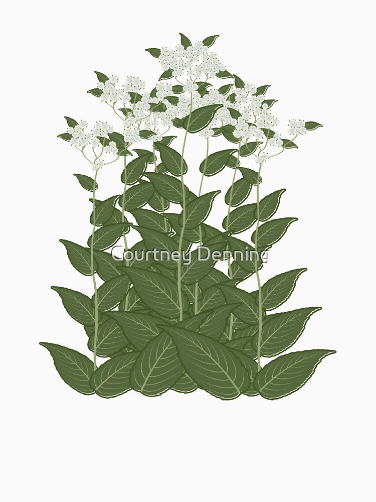 Wild Quinine by Bittersweet Gardener
