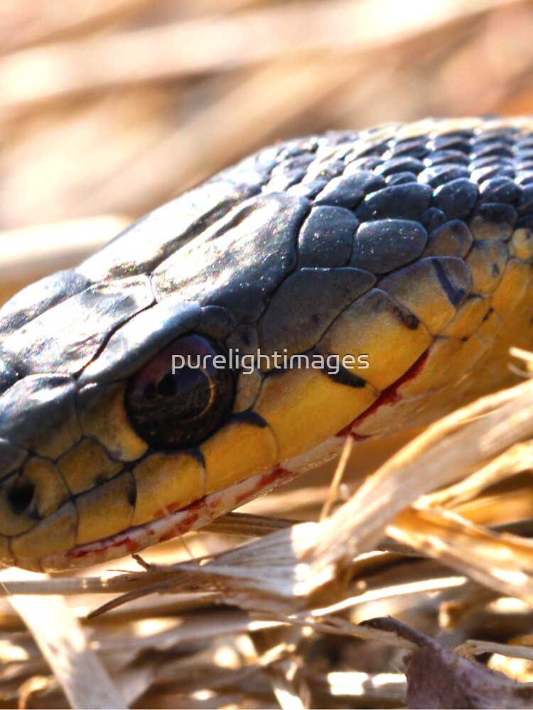Seriously mean hunter by purelightimages