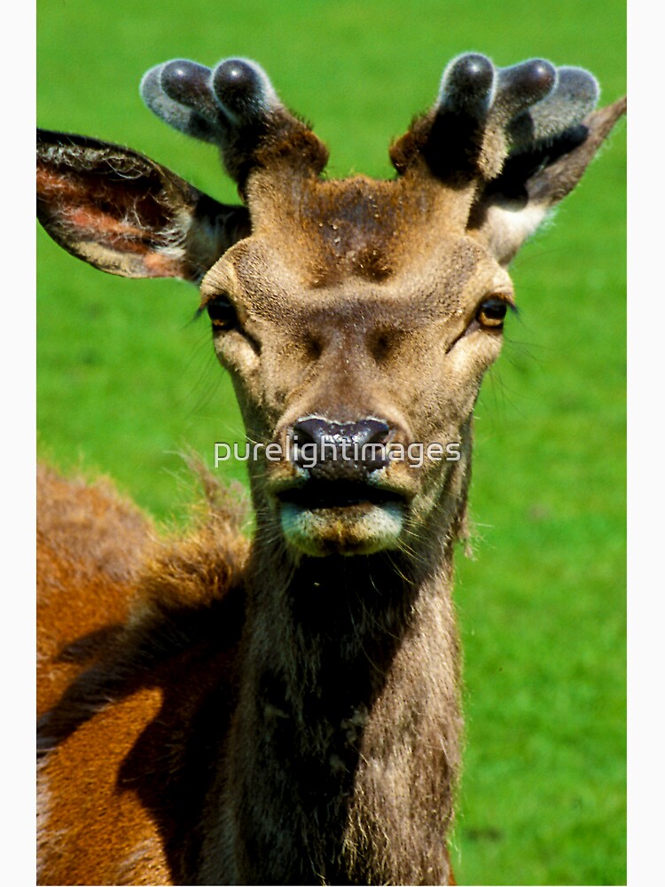 Fearless Deer by purelightimages