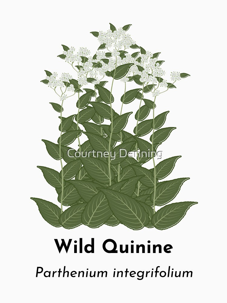 Wild Quinine (Parthenium integrifolium) by Bittersweet Gardener