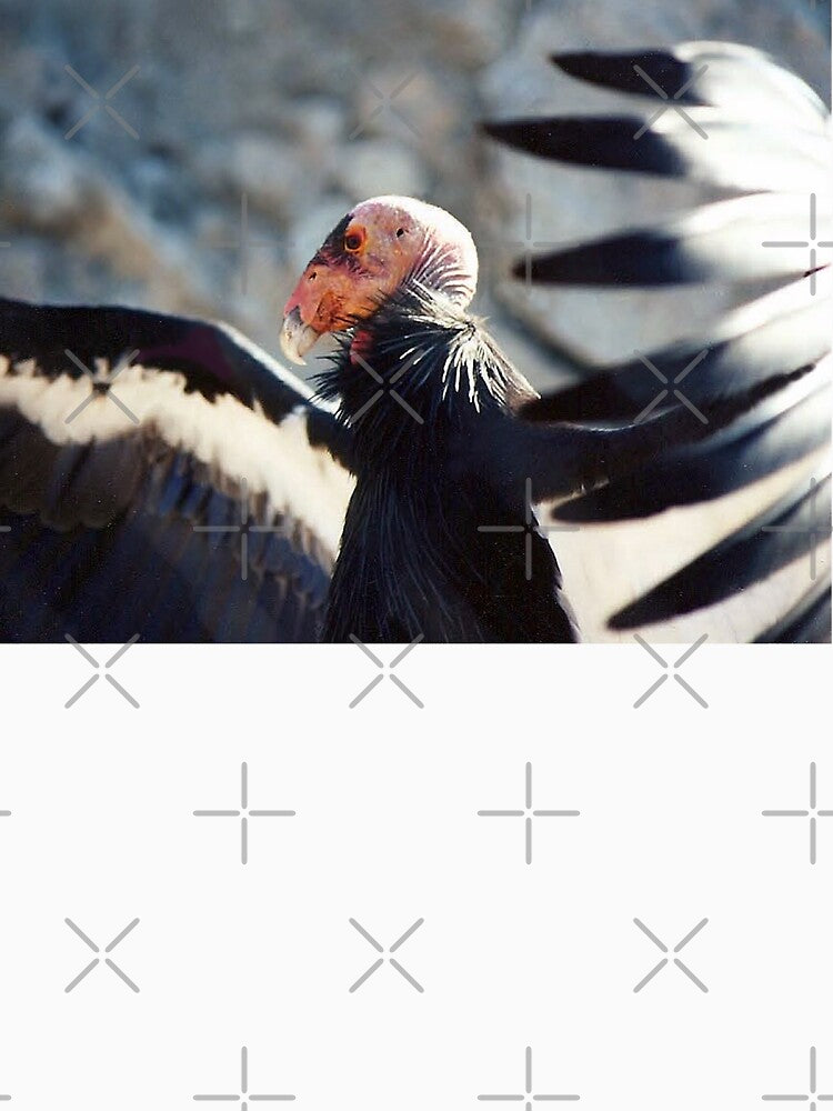 California Condor by CarolM