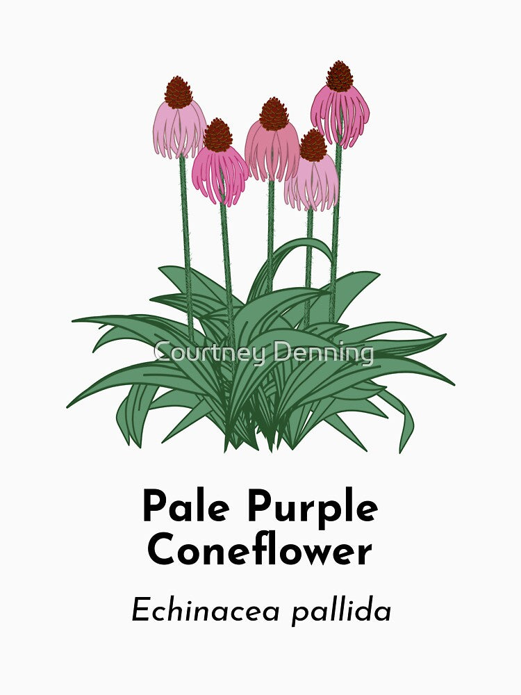 Pale Purple Coneflower (Echinacea pallida) by Bittersweet Gardener