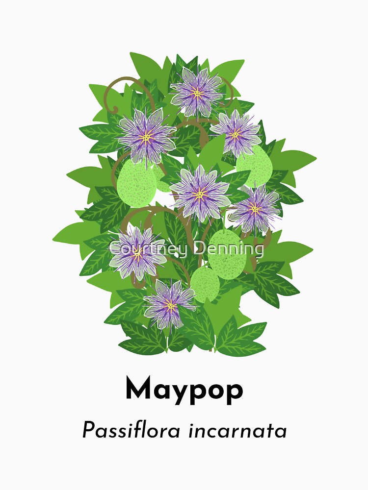 Maypop (Passiflora incarnata) by Bittersweet Gardener