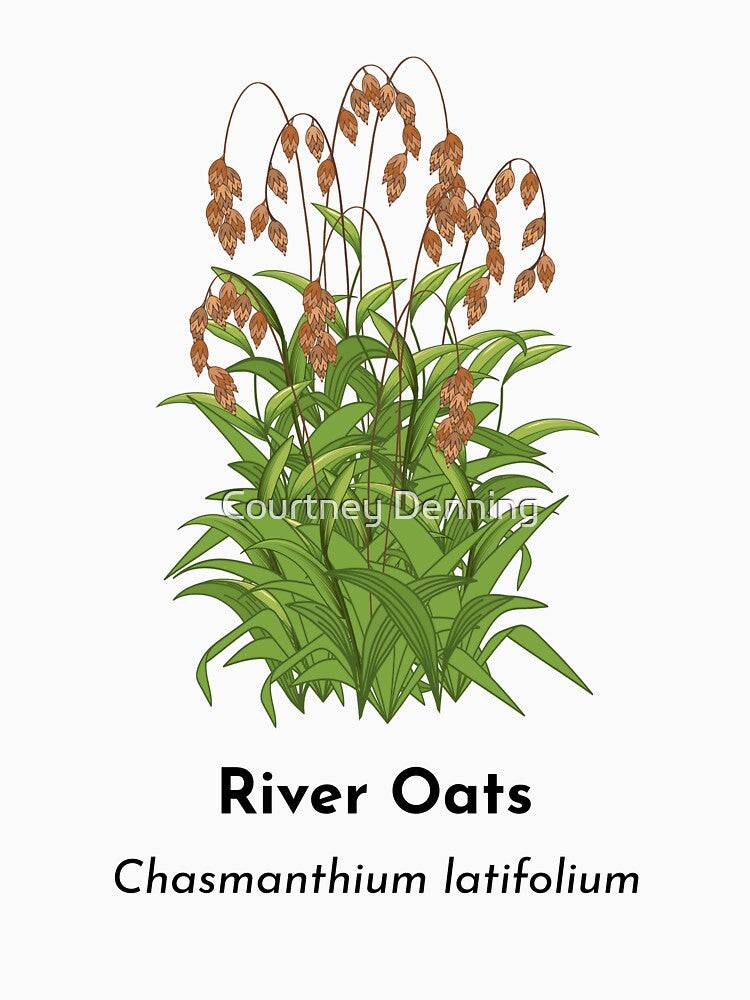 River Oats (Chasmanthium latifolium) by Bittersweet Gardener