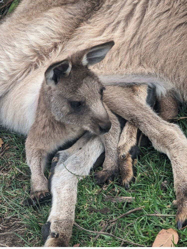Kangaroo Baby Nestled with Mother in the Wild by Photogenic Snap