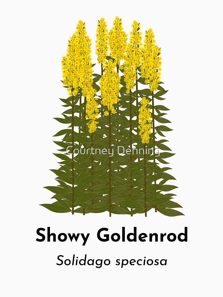 Showy Goldenrod (Solidago speciosa) by Bittersweet Gardener