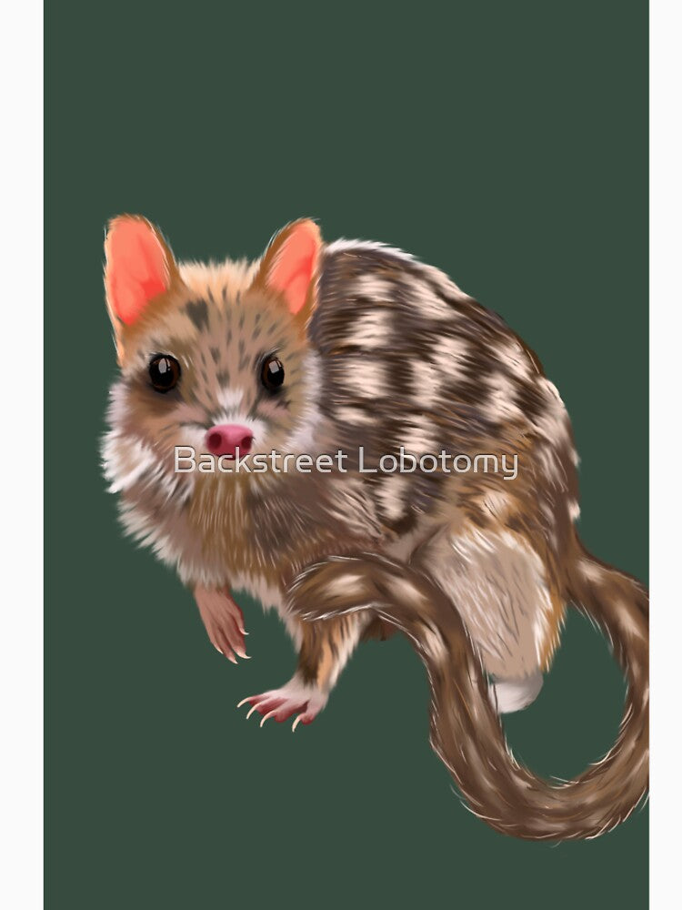 Spotted Quoll by Backstreet Lobotomy