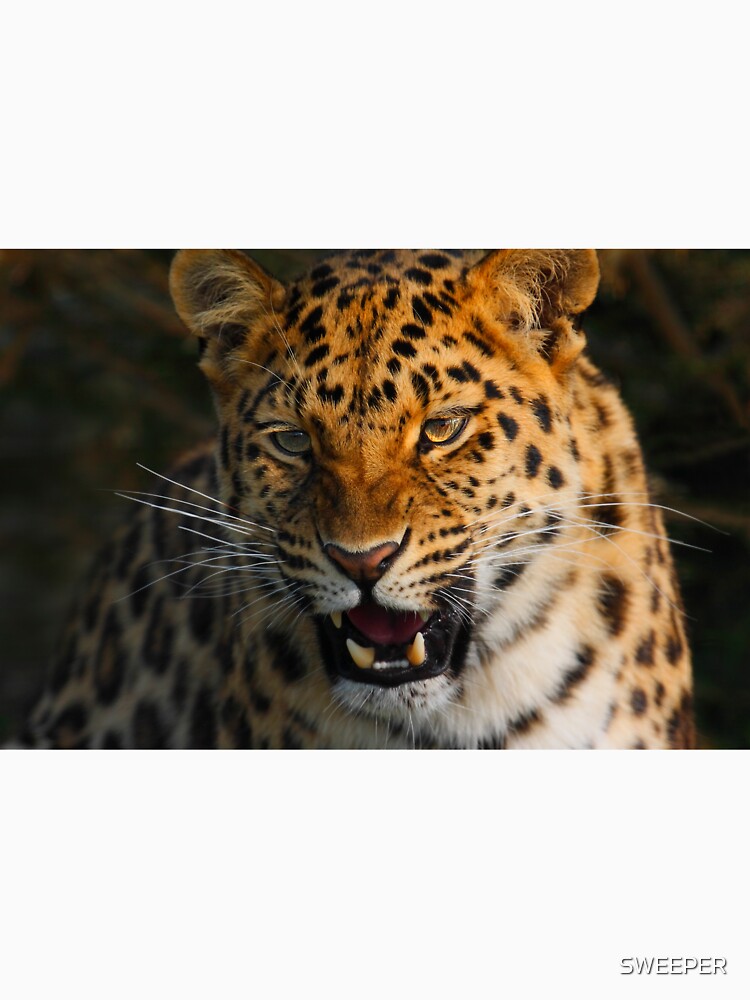 Amur Leopard by SWEEPER