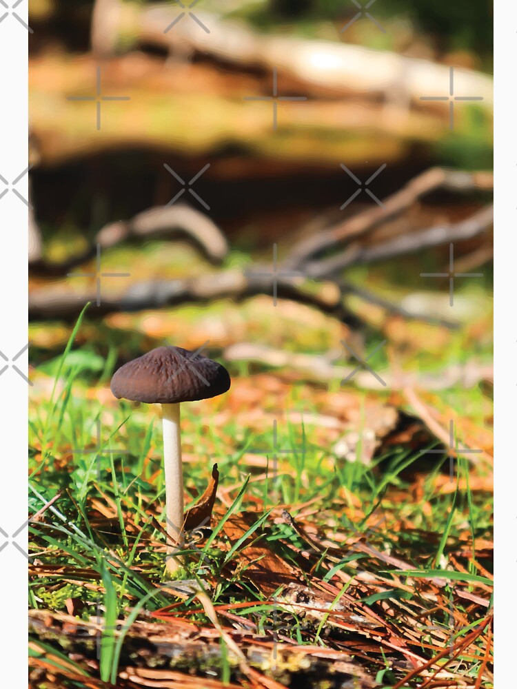 Oudemansiella Gigaspora Mushroom in Pine Forest at Golden Hour by Maddy the Maker