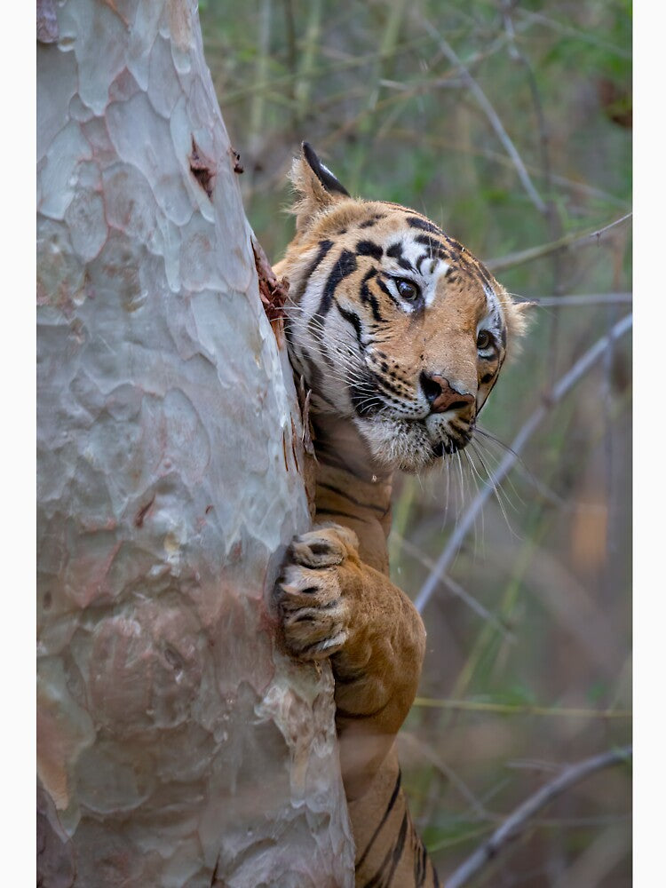 Tiger of India by Captive-Moment
