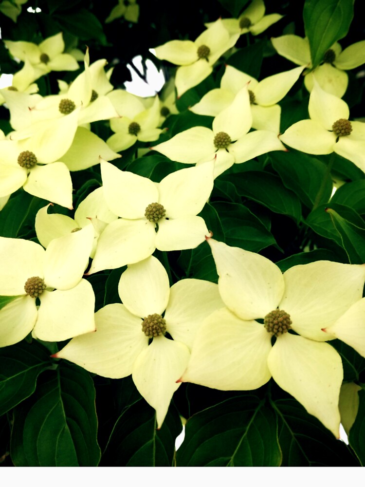 Dogwood wreath by Leslie Hasty