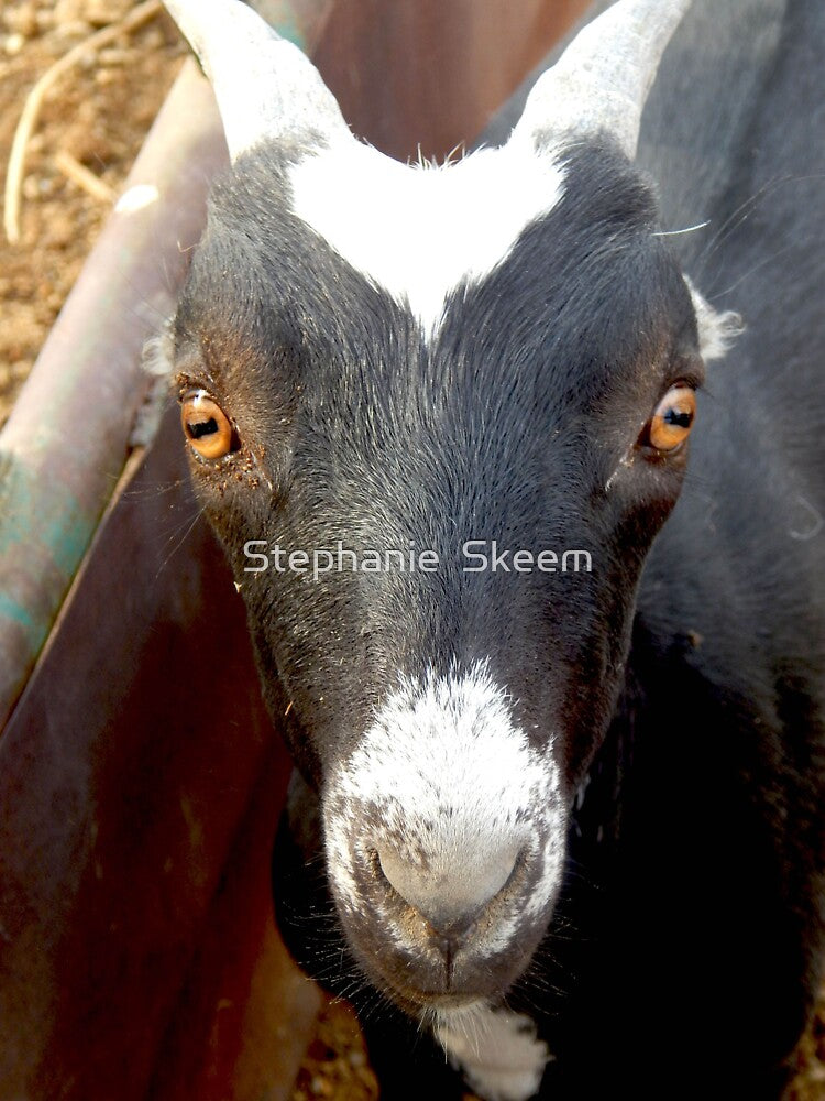 funny black goat face by Stephanie  Skeem