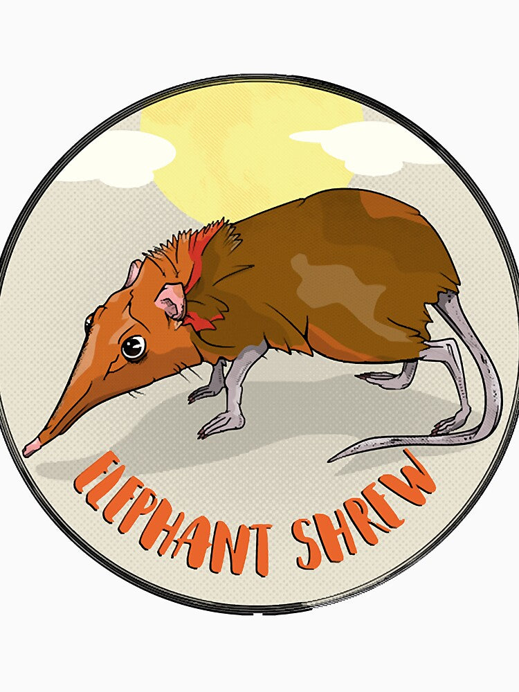 Elephant Shrew by drigue