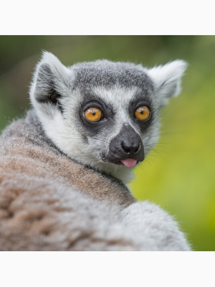 Cheeky Lemur by Conservation Art Emporium