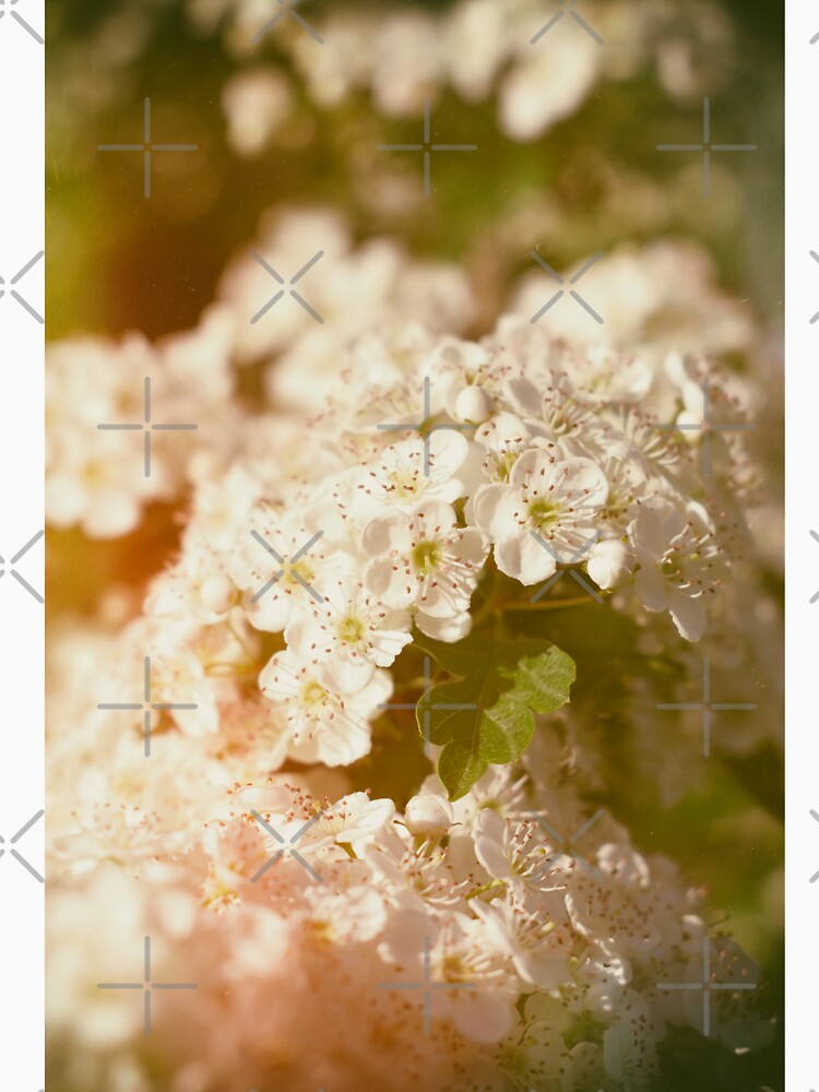 May Blossoms by ElderIslesPress