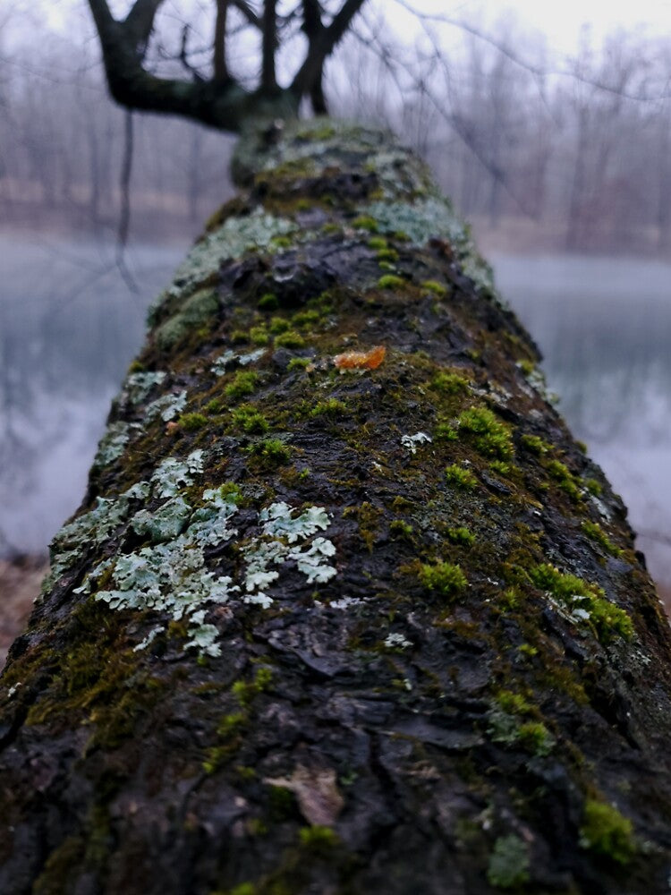 Mossy Tree by pocketurtle