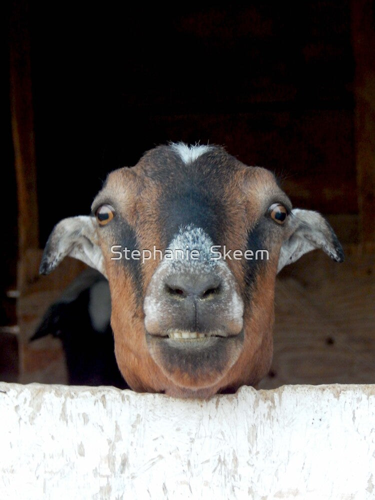 This is my happy face funny goat by Stephanie  Skeem