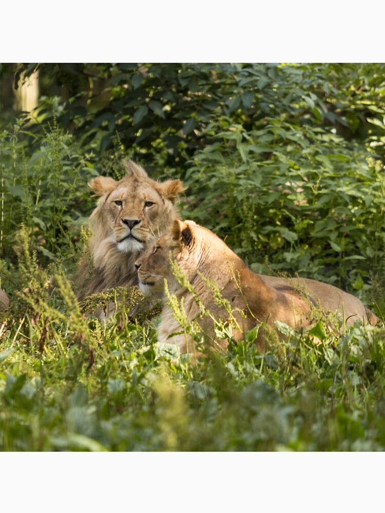 Young male lion & lioness by Conservation Art Emporium