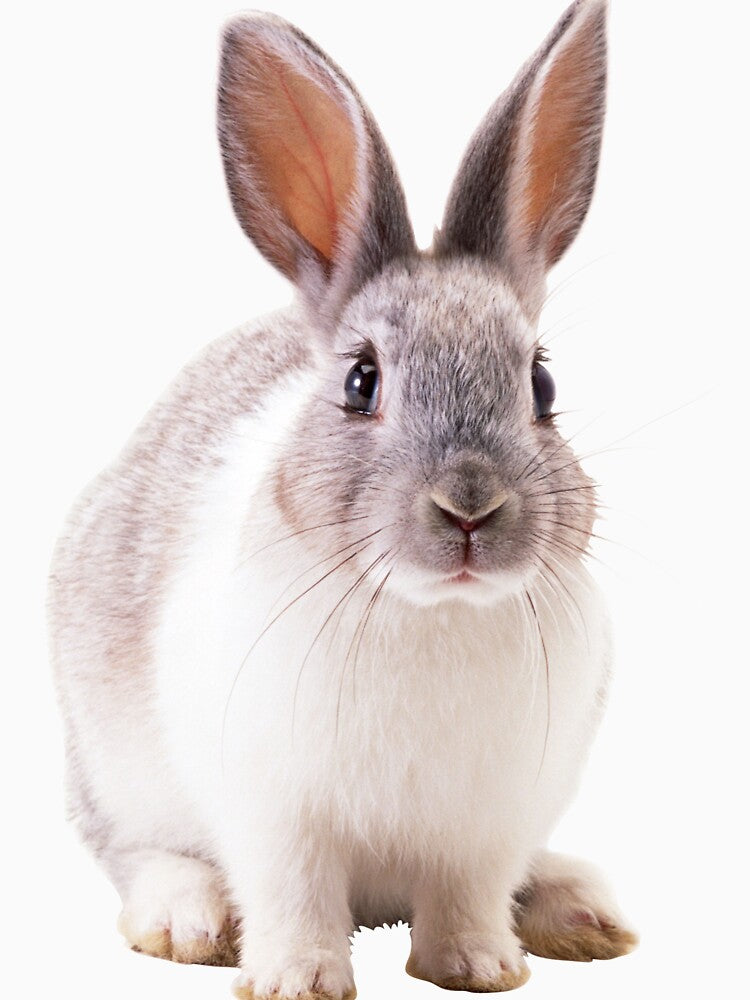 Pet Rabbit by Designs By Creation