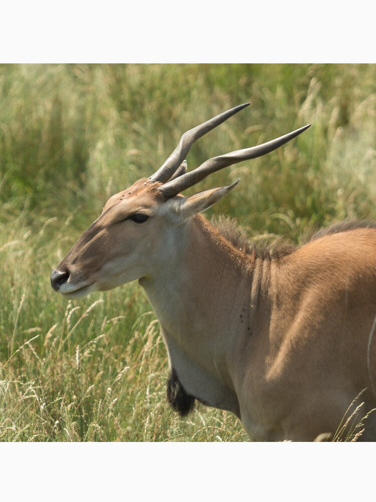 Antelope by Conservation Art Emporium