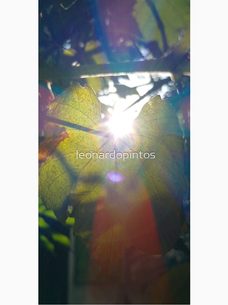 Nature by leonardopintos