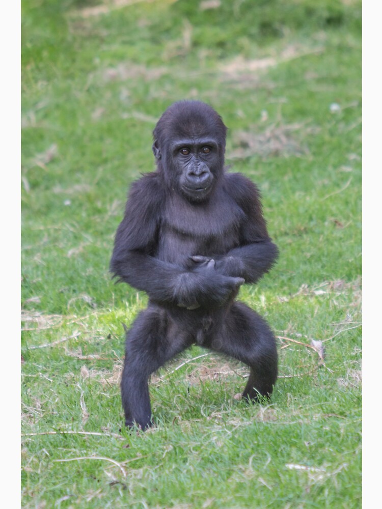 Baby gorilla standing on 2 legs by Conservation Art Emporium