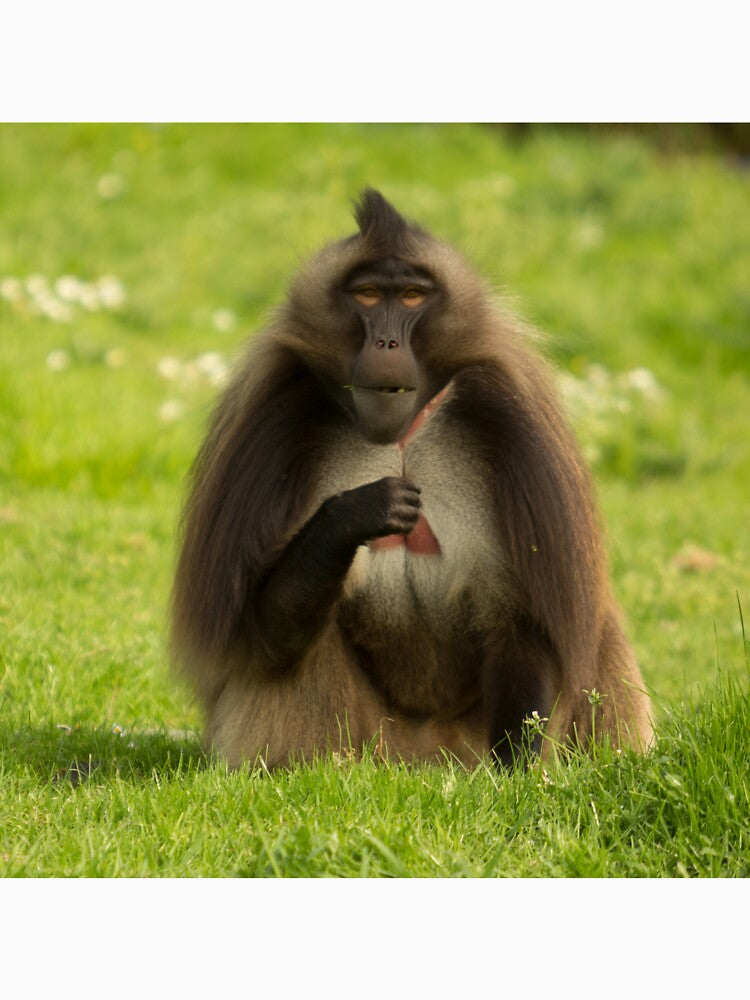 Gelada Baboon by Conservation Art Emporium