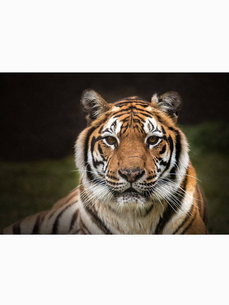 Tiger by Conservation Art Emporium