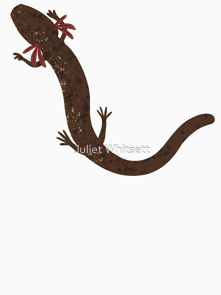 Jollyville Plateau Salamander (Eurycea tonkawae) - Threatened Amphibian by Juliet Whitsett