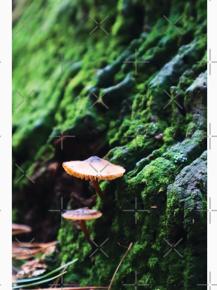 Mycena Subgalericulata Mushrooms on Mossy Tree by Maddy the Maker
