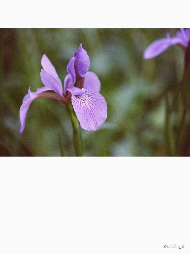 Siberia Iris by ztrnorge