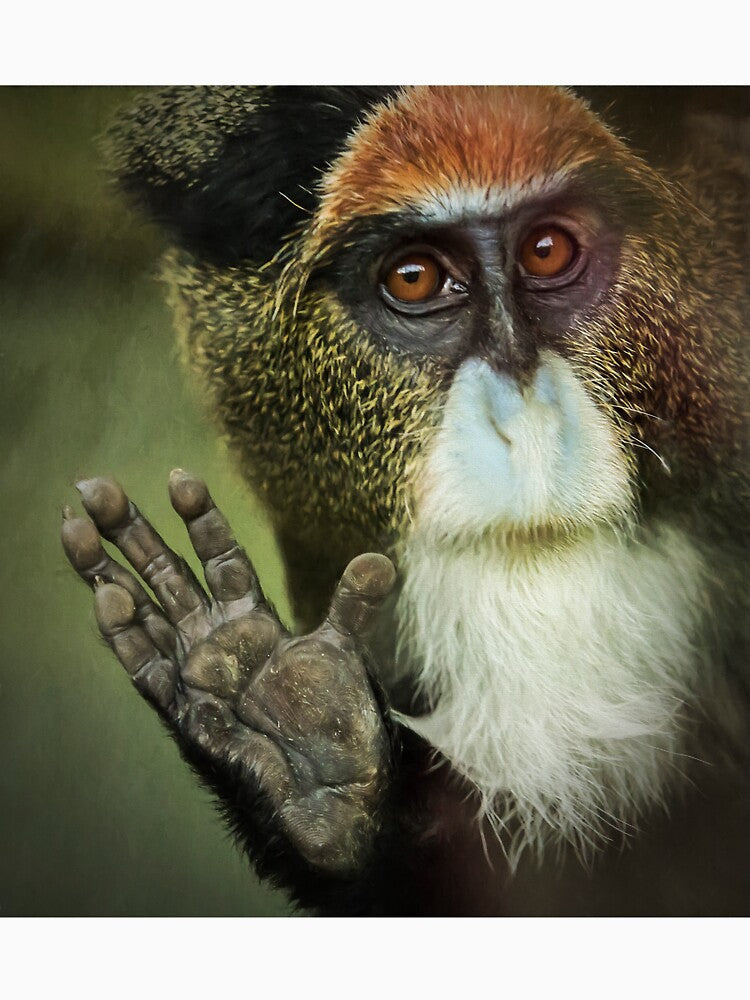 De Brazza's Monkey by Conservation Art Emporium