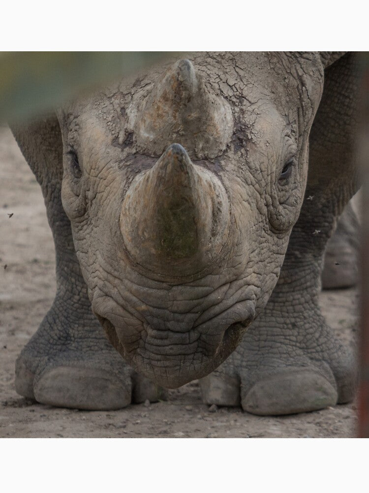 Rhino by Conservation Art Emporium