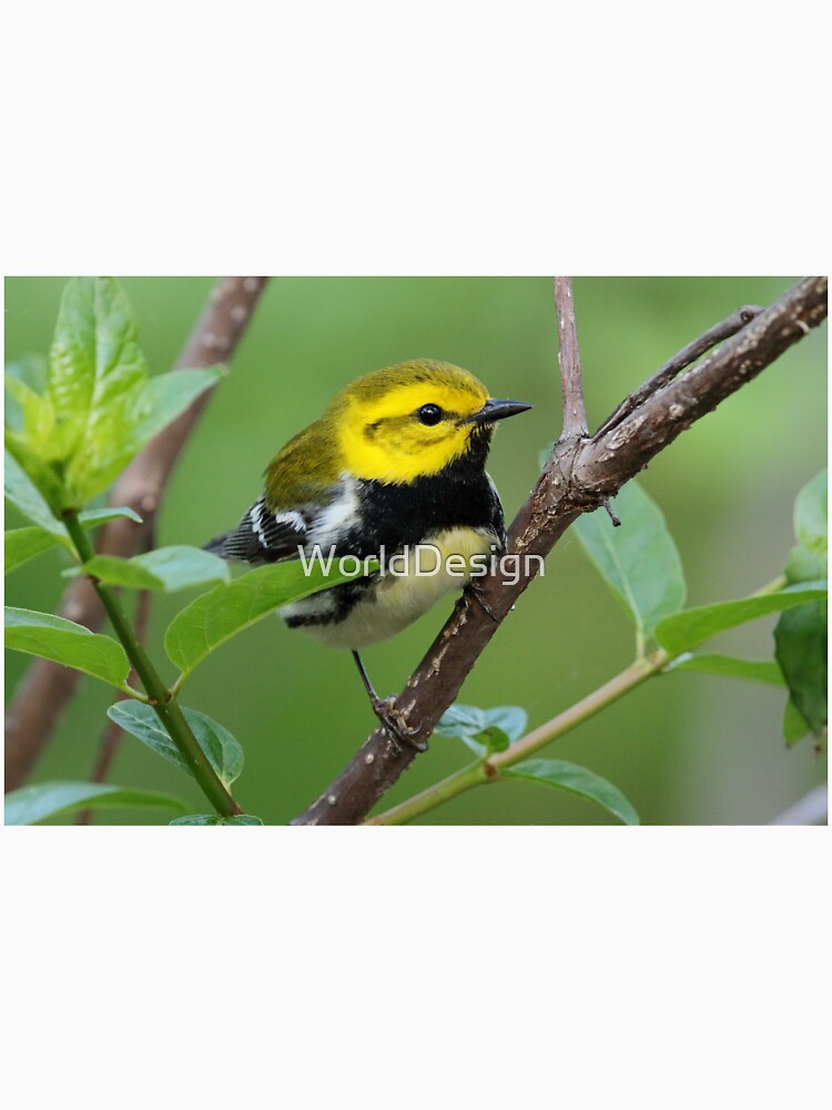 Black-throated Green Warbler by WorldDesign