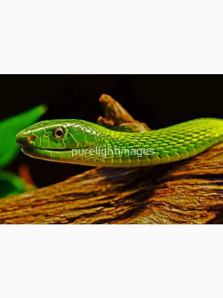Green Mamba by purelightimages