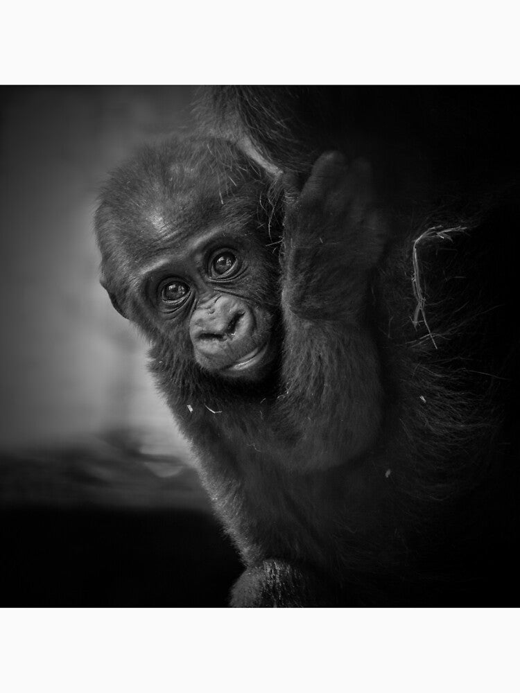 Baby Gorilla by Conservation Art Emporium