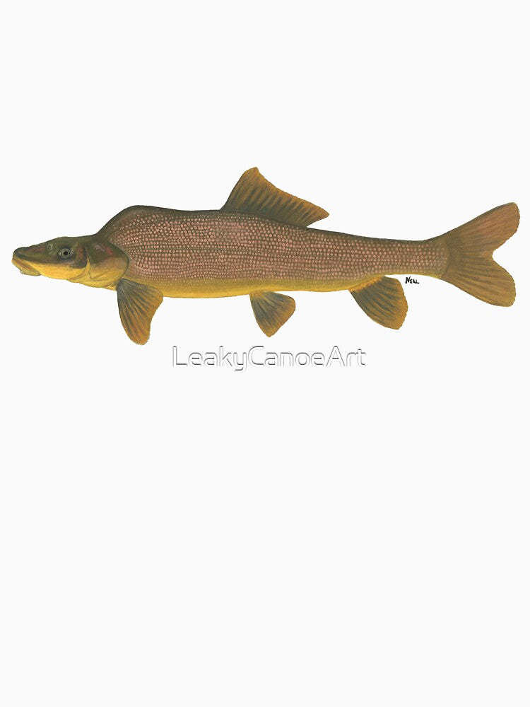 Razorback Sucker (Xyrauchen texanus) by LeakyCanoeArt