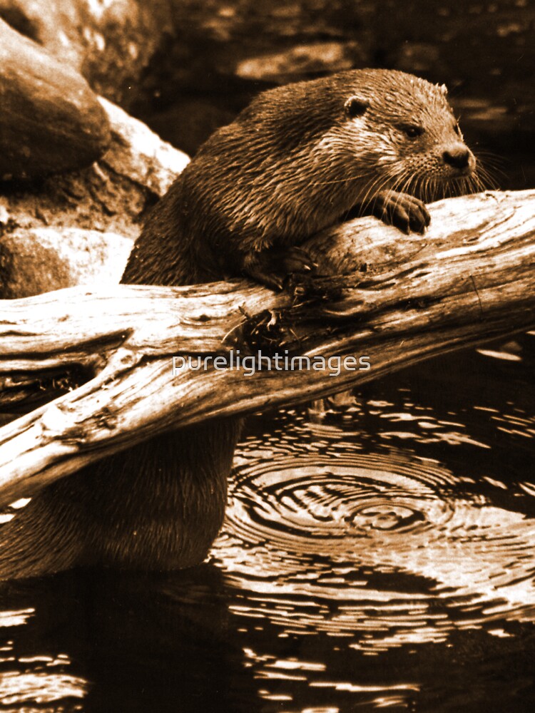 Curious otter by purelightimages